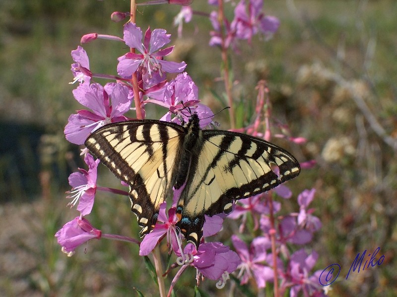 Battered_Swallowtail_on_Fireweed__Papilio_aliaska___.jpgw800h598