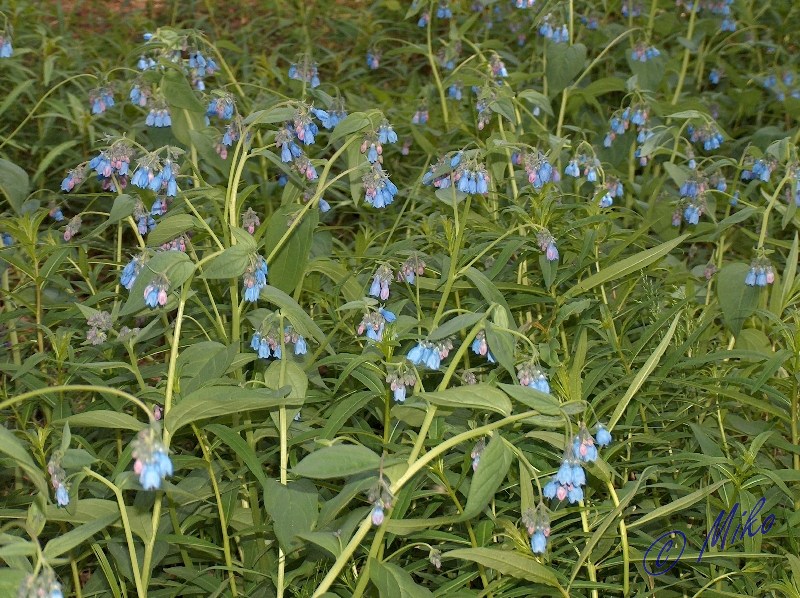 Blue_Bells__Mertensiana_paniculata_.jpgw800h598