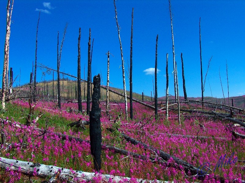 Burnt_Spruce___Fireweed.jpgw800h598