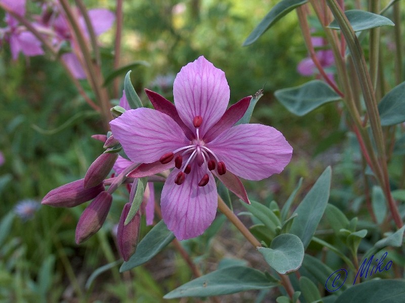 Dwarf_Fireweed_Flower.jpgw800h598