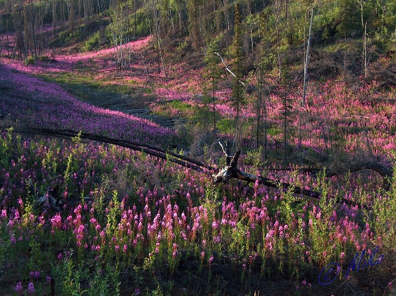 Fireweed_Scene.jpgw800h598