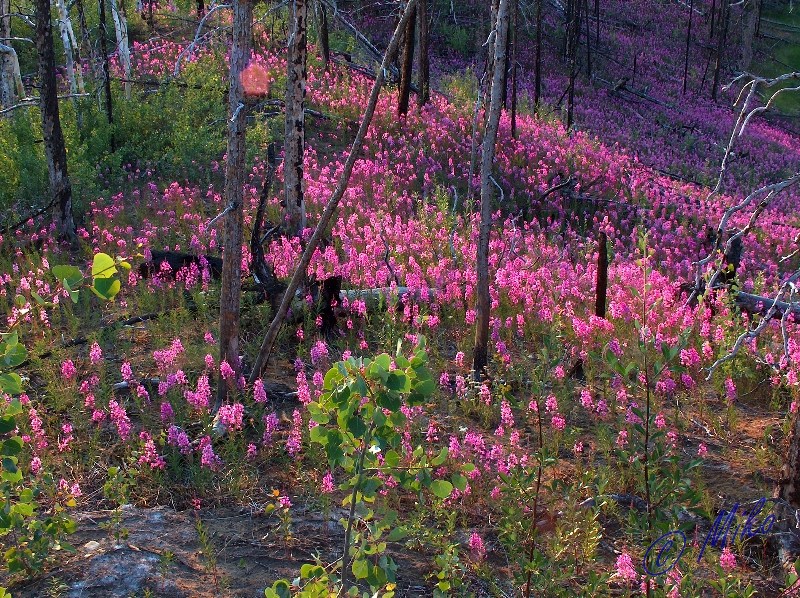 Fireweed_Scene_2.jpgw800h598