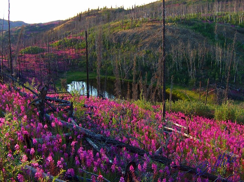 Fireweed___Pond.jpgw800h598