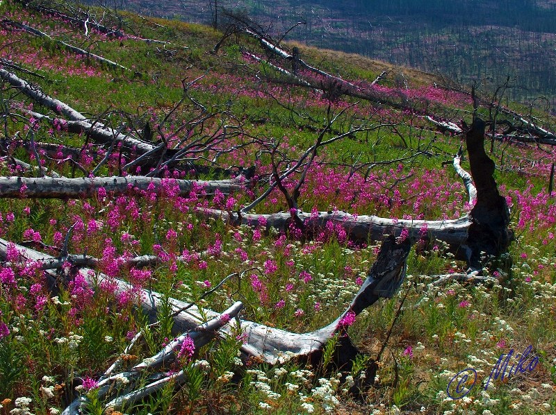 Fireweed_in_Burn_Area.jpgw800h598