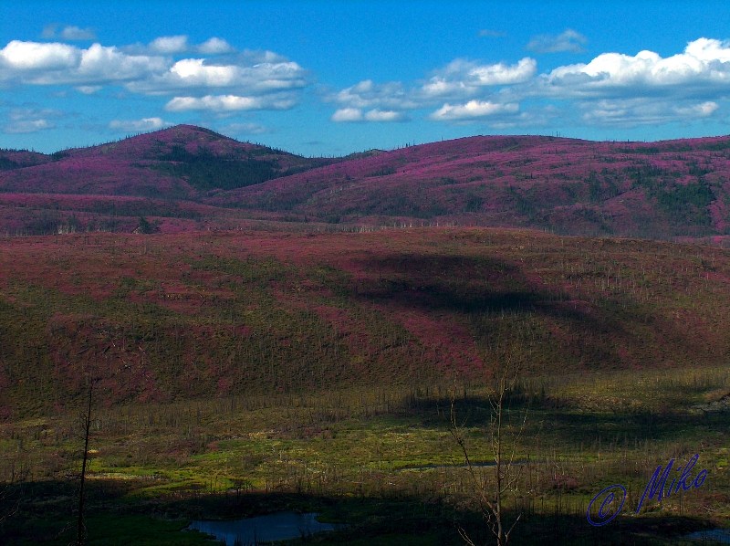 Hills_with_Fireweed_in_Burn_Area.jpgw800h598