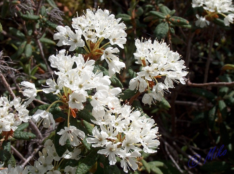 Labrador_Tea_Flowers.jpgw800h598