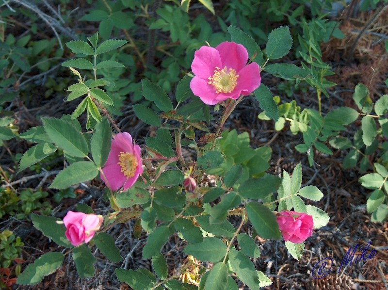 Prickly_Rose_Bush__Rosa_acicularis_.jpgw800h598