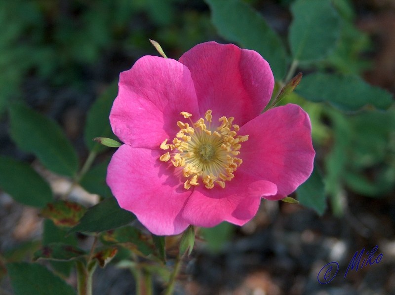 Rose_Flower.jpgw800h598