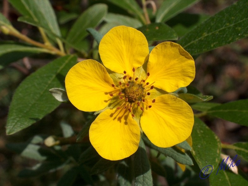 Shrubby_Cinquefoil_Flower.jpgw800h598