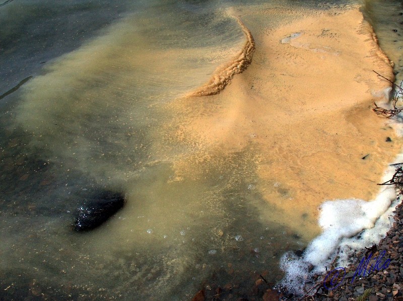 Spruce_Pollen_Along_Shoreline.jpgw800h598