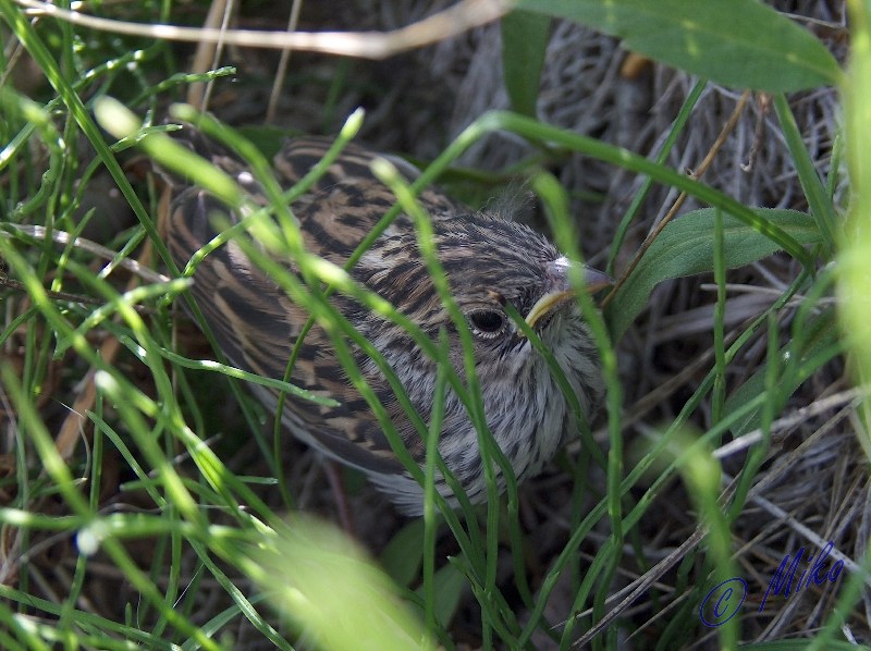 Young_Sparrow.jpgw800h598