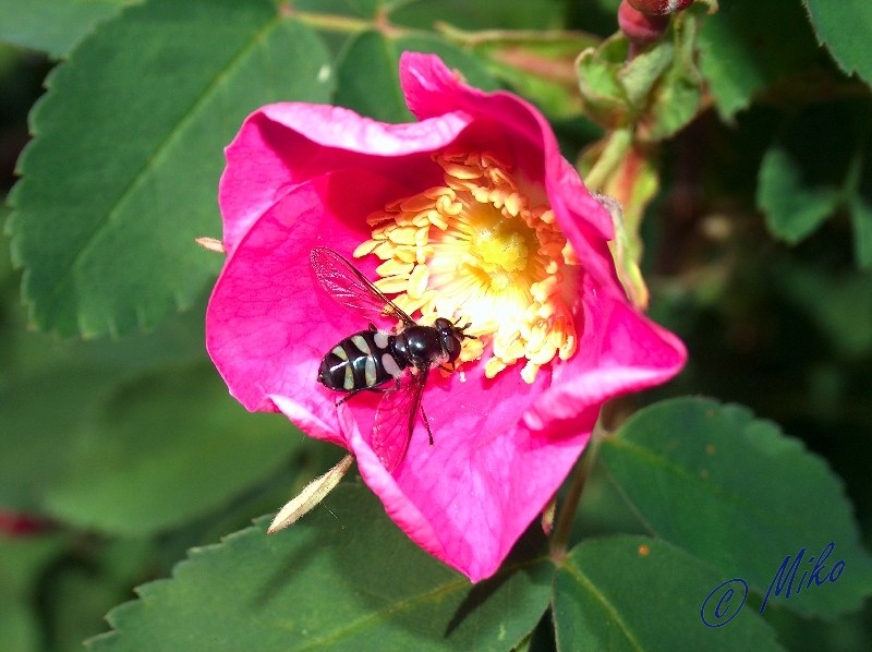 Yukon_Wild_Rose___Fly__Scaeva_pyrastri_.jpgw800h598