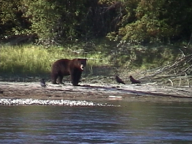 Bear_with_Fish___Low_Res_DV_Image.jpgw640h480